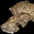 Skull of Paranthropus robustus