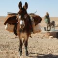 Photography of working donkey with shepherd