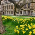 Daffodils on a lawn in Oxford