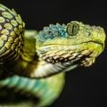 Atheris squamigera: African bush viper. Credit: looderoo, Getty Images