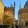 A flowering blossom tree in Radcliffe Square, Photovibe