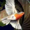 Illustration of robin in flight