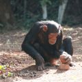 Monkey cracking a nut using two rocks