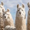 Group og llamas