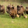 Wild boars running
