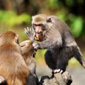 Oxford research has linked differences in primate brains to their dominance in social hierarchies