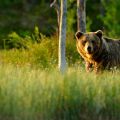 European brown bear standing in field