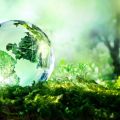 Clear globe on forest floor
