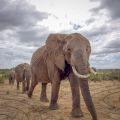 Elephants walking in Kenya