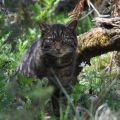 A wildcat which is part of the Saving Wildcats conservation breeding for release programme which conducted the first release of wildcats to the Cairngorms National Park, Scotland in 2023” Credit Saving Wildcats