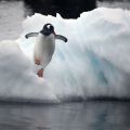 Penguin jumping off a ice berg into the sea