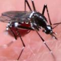 Defeating dengue with GM mosquitoes