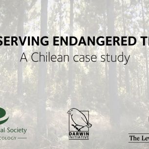 Preserving Endangered Trees: A Chilean case study
